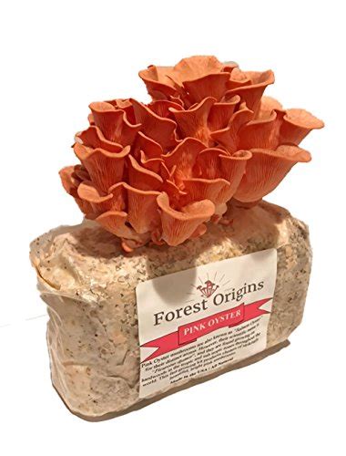 10 Best Mushroom Growing Kits To Start Growing At Home