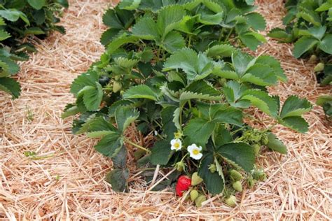 Weed That Looks Like Strawberry Plant Top Suggestions