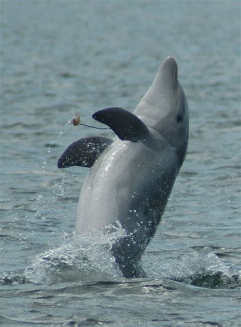 Nellie Sarasota Dolphin Research Program