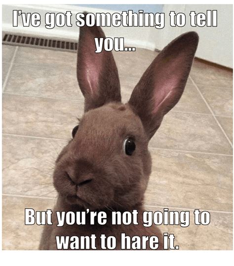 Funny Bunny Memes Enchanted Little World
