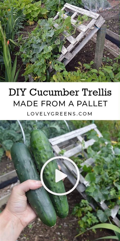 Diy Cucumber Trellis Made From A Pallet Cucumber Trellis Vegetable