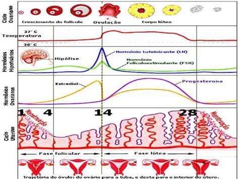Ciclo Menstrual Normal Seonegativo