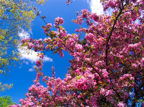 Vedi la nostra alberi in fiore selezione dei migliori articoli speciali o personalizzati, fatti a mano dai nostri negozi. File:Pink flowers.jpg