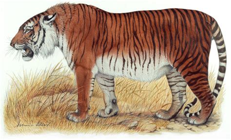 About To Revive The Extinct Persian Tiger