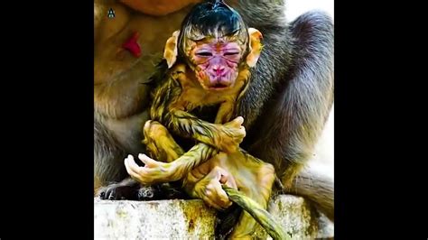 Mother Monkey Giving Birth Shorts Youtube