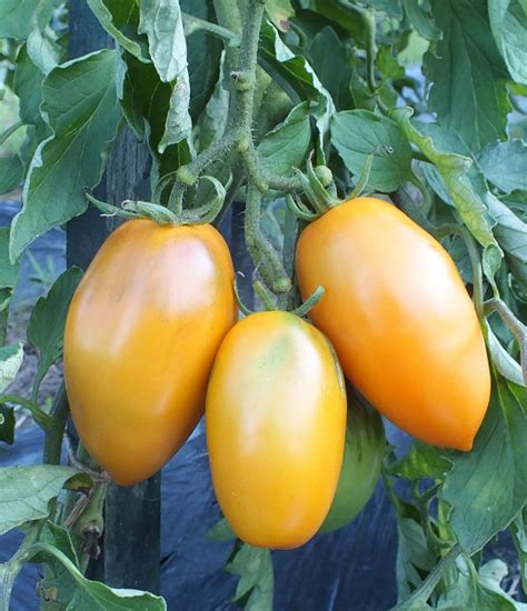 Orange Icicle Tomato Local Roots