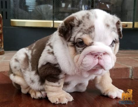 French bulldogs have erect bat ears and a charming, playful disposition. English Bulldog for sale, French Bulldog, Stud Services ...