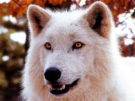 White Wolf Latest Wallpapers 2012 For Desktop Background Wallpaper Hd And Background
