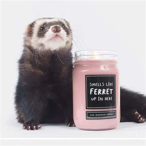 Instagram Post By 💙 Follow Moose For Ferrets 💙 Feb 1 2017 At 812pm