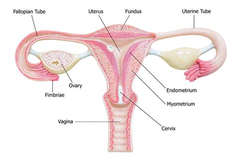 In this course, craig elliot, provides a breakdown of the female anatomy. Female Reproductive System: Anatomy, Diagram, Parts & Function