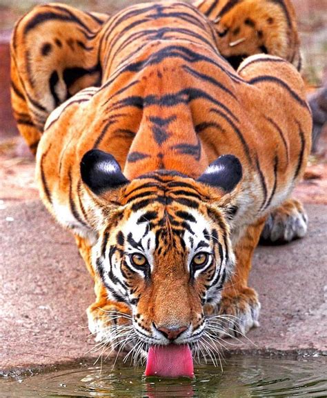 🌎 Earthpix 🌎 On Instagram The Majestic Tiger 🐅 Bengal Tiger By