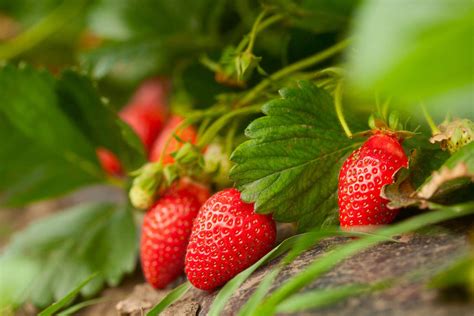 Our Guide To Growing Strawberries Plant Care Tips