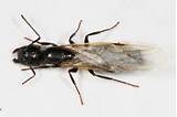 Photos of Are Carpenter Ants Termites