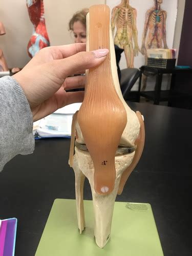 Knee Joint Flashcards Quizlet