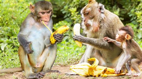 Cute Monkey Eating Banana Funny Animals And Pets