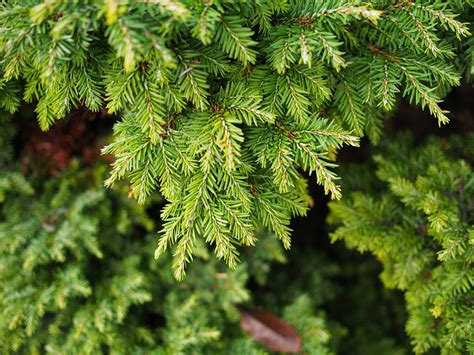 Canadian Hemlock Trees Description Growing Tips