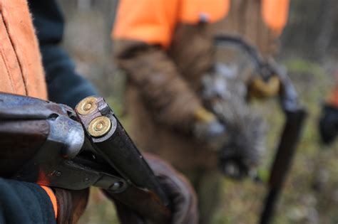 How To Get Started With Bird Hunting Hello Homestead