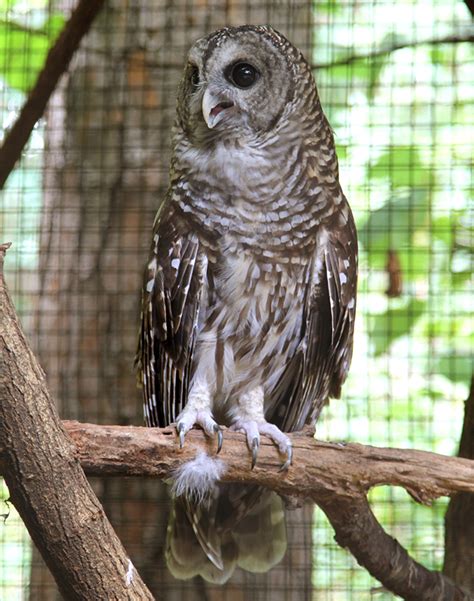 Barred Owl Hoot Barred Owl Owl Awesome Owls