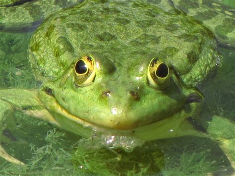 Frog 3 Free Stock Photo Public Domain Pictures