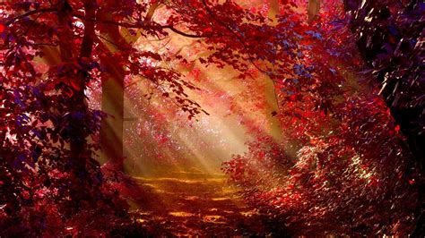 1366x768 Sunlight In Autumn Forest 1366x768 Resolution Hd 4k Wallpapers