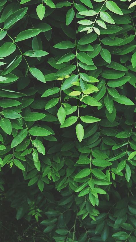 Leaf Wallpaper Dark Green Aesthetic Green Wallpaper Green Aesthetic