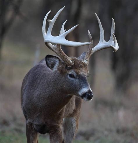 List 91 Pictures White Tail Deer Photos Sharp