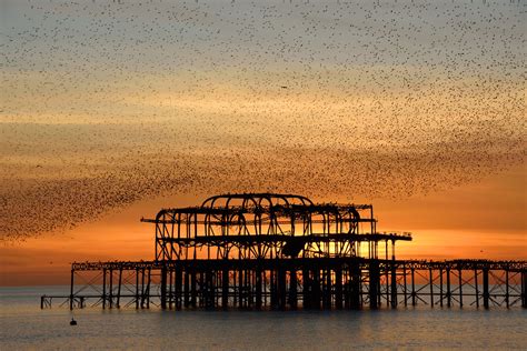 Brighton West Pier Starlings Murmurating Over Brighton Wes Flickr