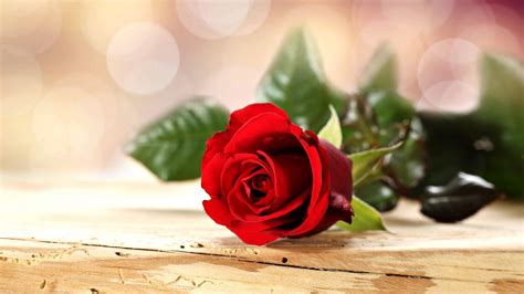 Rose Love New Red Rose Flower Wallpaper Hd