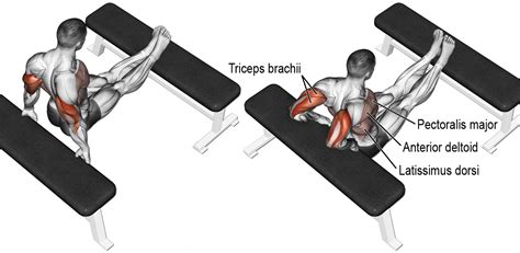 How To Tricep Dips On Bench Exercise Videos And Guides