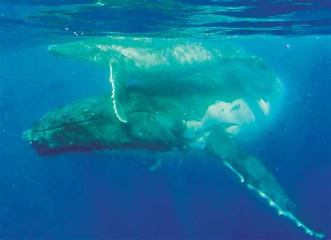 Swimming With Humpback Whales In Tonga Coast Reporter