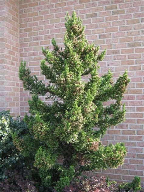 38 Best Dwarf Evergreens Zone 5 Images On Pinterest Dwarf Evergreen