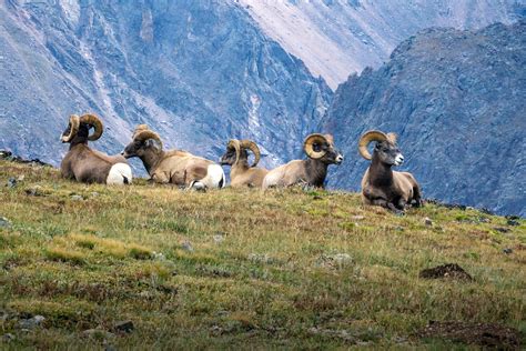 Animals Rocky Mountain National Park Us National Park Service