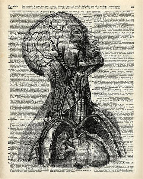 Medical Human Anatomy Drawing By Anna W Fine Art America