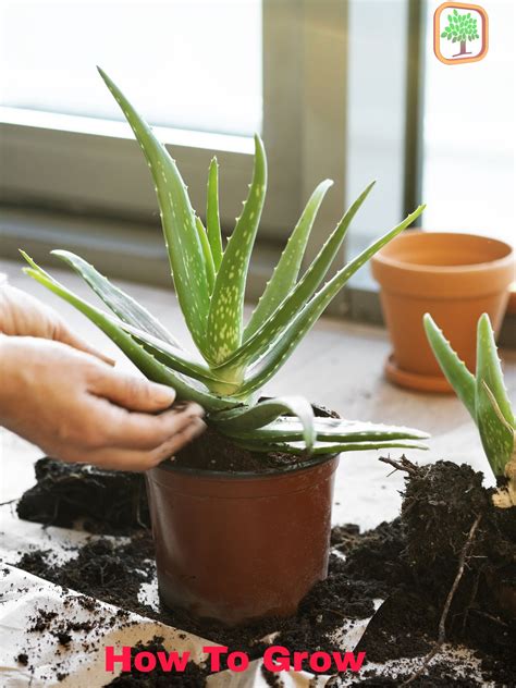 How To Grow Aloe Vera Plant Inf Inet Com