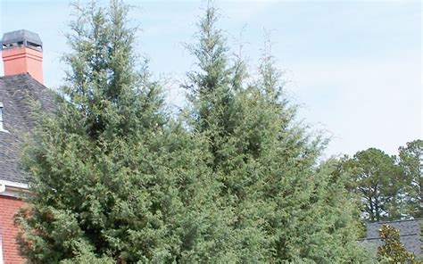 Carolina Sapphire Cypress 3 Gallon Tree Coniferous Evergreen