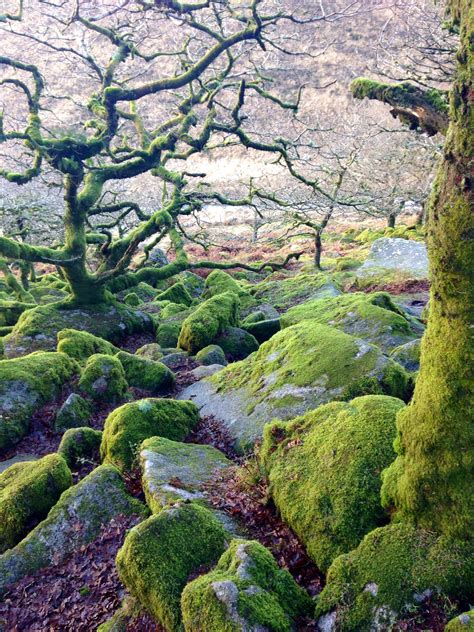 Magical Wistman Woods On Dartmoor Devon England More Natural
