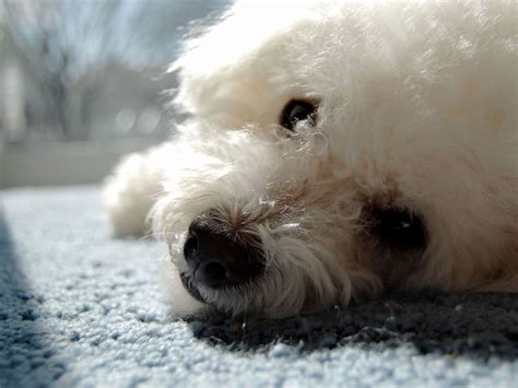 Dog Breed Bichon Frise Resting On The Carpet Wallpapers And Images