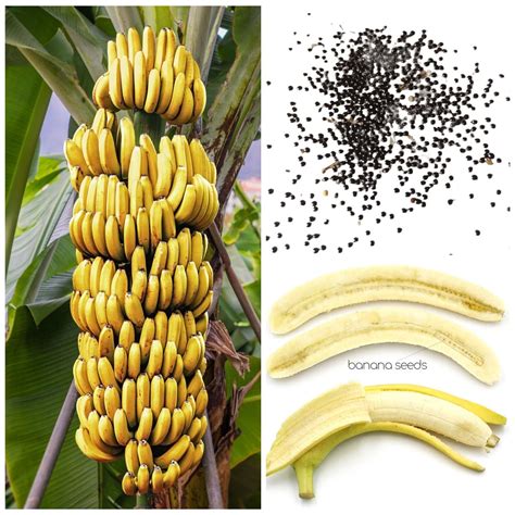 Banana 100 Seeds Rare Bonsai Fruit Seeds Plant For Home Garden Ebay