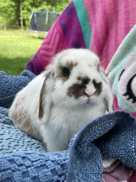 Holland Lops Rabbits For Sale