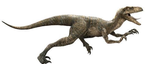 Velociraptor Movie Canon Jurassic Park Wiki Fandom