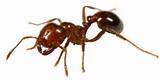 Brazilian Fire Ants Images