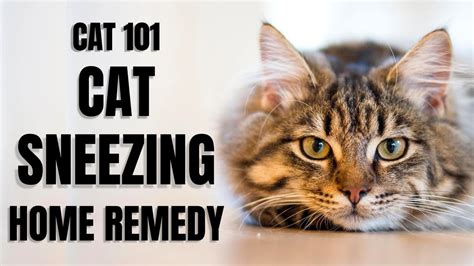 Cats 101 Cat Sneezing Home Remedy Youtube