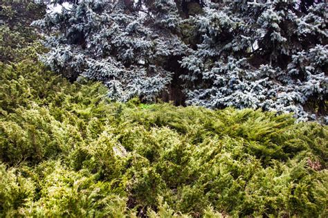 Landscape Blue Spruces Juniper Bushes Stock Photos Free And Royalty