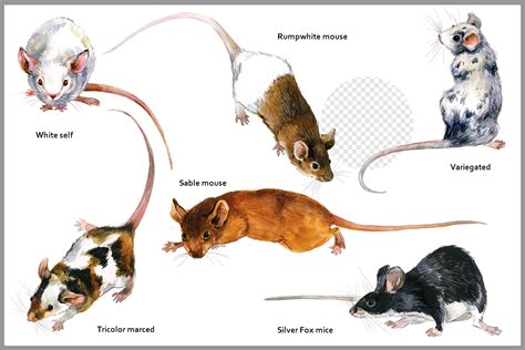 Apperance Guide Of Mice Png By Elena Faenkova Thehungryjpeg