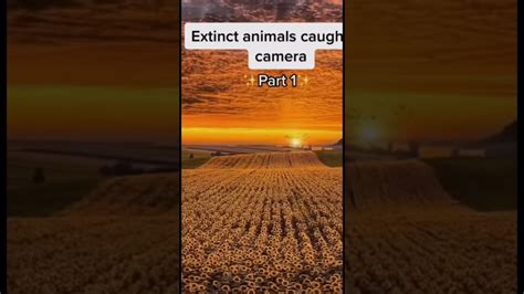 Extinct Animals Caught On Camera Youtube