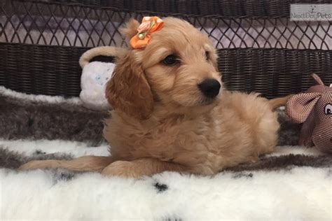 Accredited blue ribbon breeder, goldendoodle association. Paisley: Goldendoodle puppy for sale near West Palm Beach ...