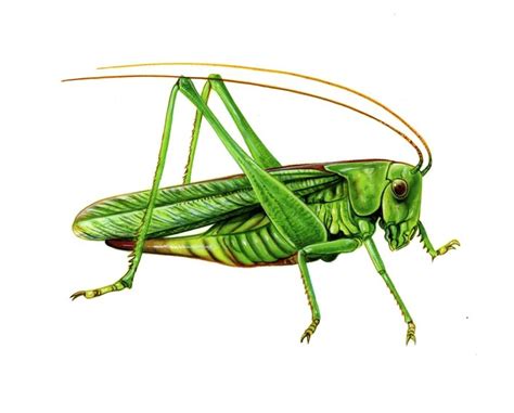 Latest grasshopper for rhino 5.0 (windows only) grasshopper requires the latest rhino service release. Cricket And Grasshopper Sounds - CRICKETS