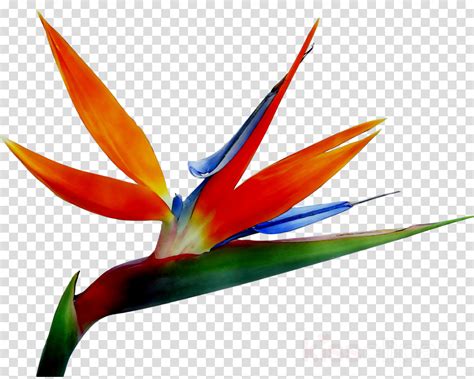 Bird Of Paradise Plant Png Png Image Collection