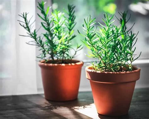 10 Reasons To Grow Rosemary For Your Garden Food And Health In 2021
