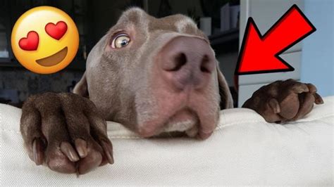 Funniest Dogs And Cats Try Not To Laugh Best Of The 2020 Funny